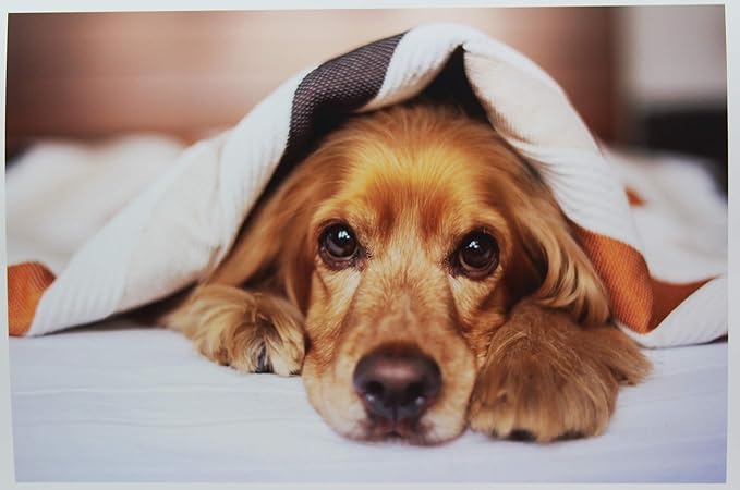 PPD Glossy Photo Paper for Inkjet Printer, 11 x 17" Heavyweight Quality Printable Sheets for Custom Picture, Professional Photographic Instant Dry For Normal, Dye or Pigment Ink (50 Pack/180 gsm)