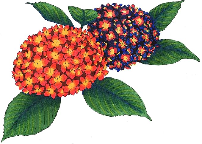 Copic I6-Skin Ciao Markers, Skin, Portrait, 6-Pack and Copic Sketch, Alcohol Markers, 6pc Set, Bold Primaries