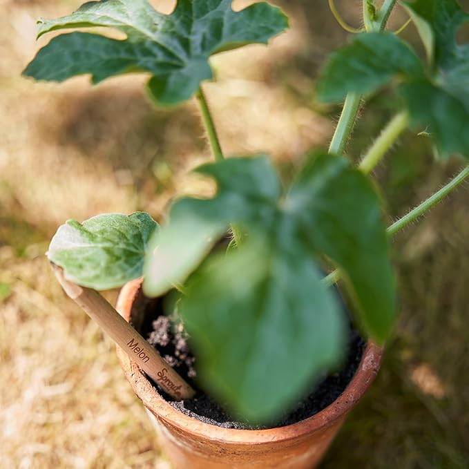 SproutWorld Wood-Cased Pencils | EVERYDAY EARTH | HB Pre-Sharpened Graphite Plantable Wooden Pencils with Flower, Herb & Vegetable Seeds |Gift Ideal for Drawing, Sketching & Shading | 12 Pack