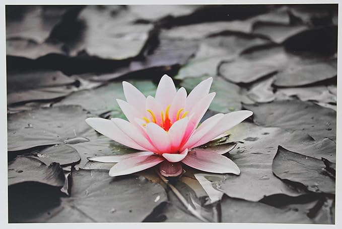 PPD Glossy Photo Paper for Inkjet Printer, 11 x 17" Premium Quality Printable Sheets for Custom Picture, Professional Photographic Instant Dry For with Normal, Dye or Pigment Ink (50 Pack/280 gsm)