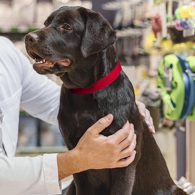 Printable Pet Collars Compatible with Various Printers and Software (RED)