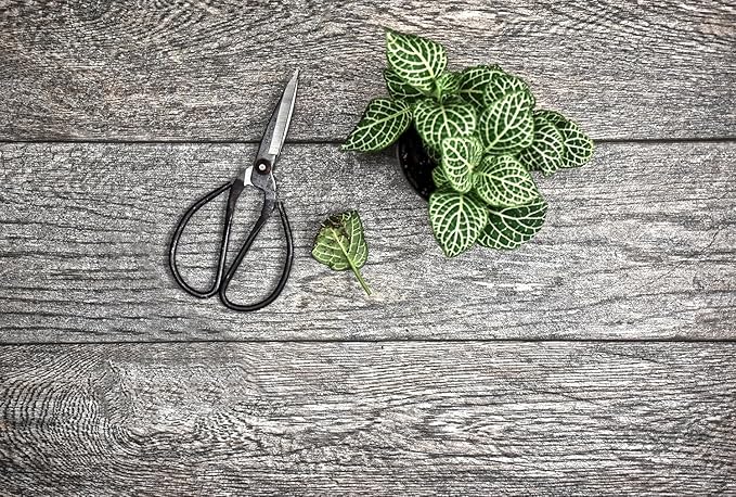 SE 8" Chinese Scissors - SC611-75B